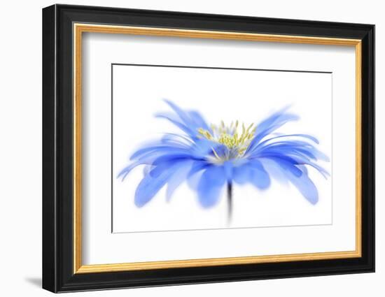 Floral Fountain-Jacky Parker-Framed Photographic Print