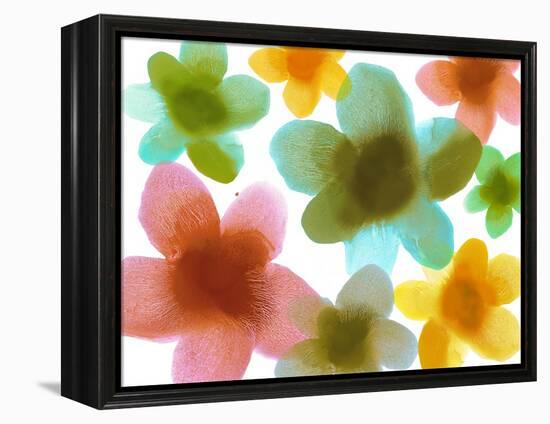 Floral Friends III-Hannah Carlson-Framed Stretched Canvas