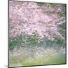 Floral Froth I-Doug Chinnery-Mounted Premium Photographic Print