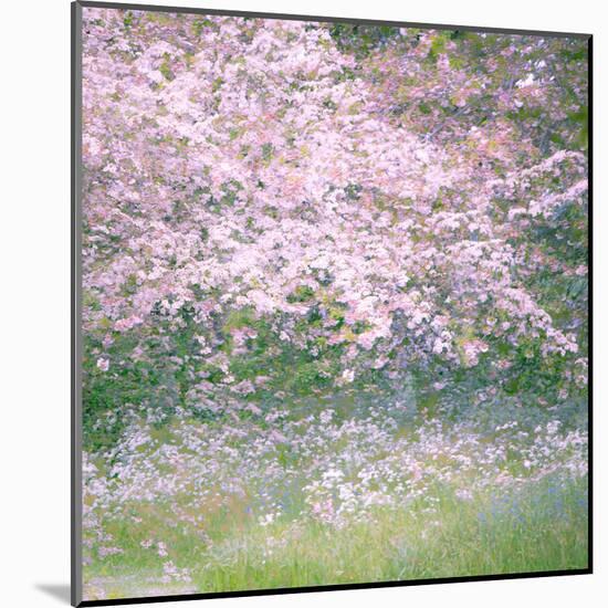 Floral Froth I-Doug Chinnery-Mounted Premium Photographic Print