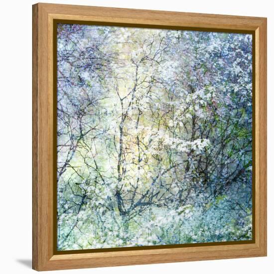 Floral Froth II-Doug Chinnery-Framed Premier Image Canvas