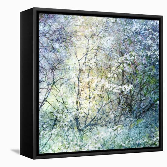 Floral Froth II-Doug Chinnery-Framed Premier Image Canvas