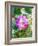 Floral in Bloom I-Chamira Young-Framed Art Print