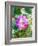 Floral in Bloom I-Chamira Young-Framed Art Print