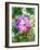 Floral in Bloom I-Chamira Young-Framed Art Print