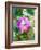 Floral in Bloom I-Chamira Young-Framed Art Print