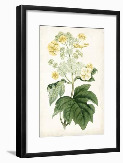 Floral Lace II-Curtis-Framed Art Print