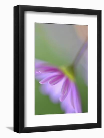 Floral light-Heidi Westum-Framed Photographic Print