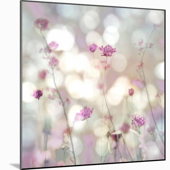 Floral Meadow II-Kate Carrigan-Mounted Art Print