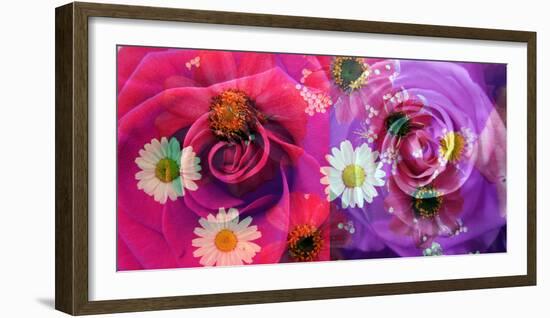 Floral Montages of Rose Blossoms-Alaya Gadeh-Framed Photographic Print