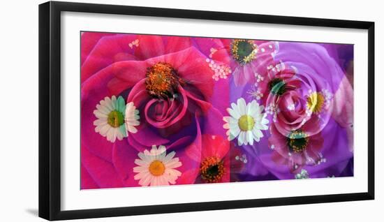 Floral Montages of Rose Blossoms-Alaya Gadeh-Framed Photographic Print