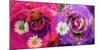 Floral Montages of Rose Blossoms-Alaya Gadeh-Mounted Photographic Print