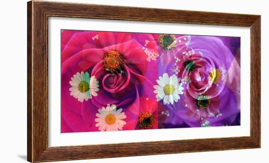 Floral Montages of Rose Blossoms-Alaya Gadeh-Framed Premium Photographic Print