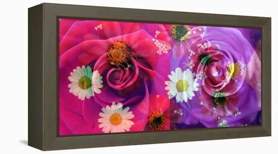 Floral Montages of Rose Blossoms-Alaya Gadeh-Framed Premier Image Canvas