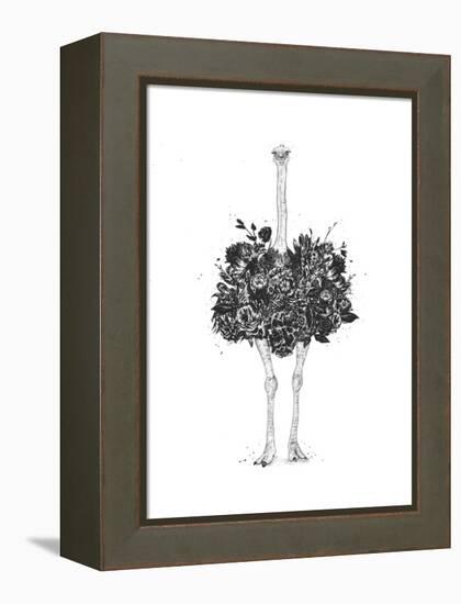 Floral Ostrich-Balazs Solti-Framed Stretched Canvas