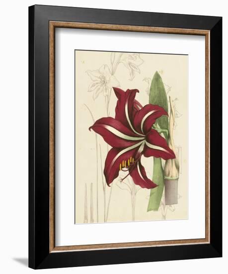 Floral Pairings I-Vision Studio-Framed Art Print