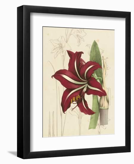 Floral Pairings I-Vision Studio-Framed Art Print