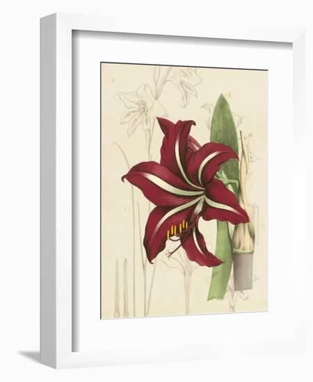 Floral Pairings I-Vision Studio-Framed Art Print