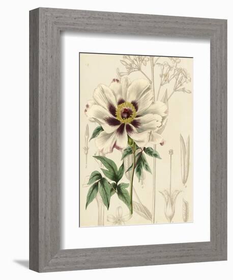 Floral Pairings II-Vision Studio-Framed Art Print