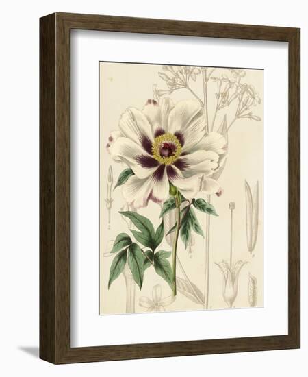 Floral Pairings II-Vision Studio-Framed Art Print