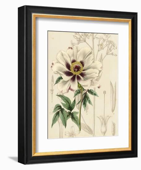 Floral Pairings II-Vision Studio-Framed Art Print