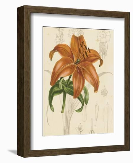 Floral Pairings IV-Vision Studio-Framed Art Print