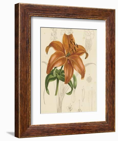 Floral Pairings IV-Vision Studio-Framed Art Print