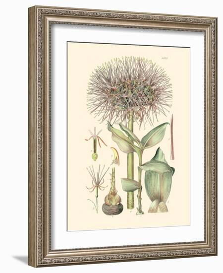 Floral Passion I-Samuel Curtis-Framed Art Print