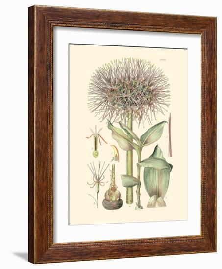 Floral Passion I-Samuel Curtis-Framed Art Print