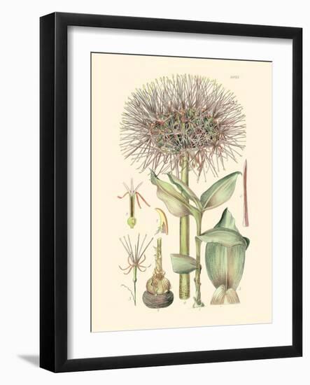 Floral Passion I-Samuel Curtis-Framed Art Print