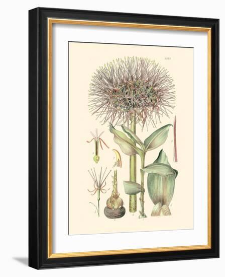 Floral Passion I-Samuel Curtis-Framed Art Print