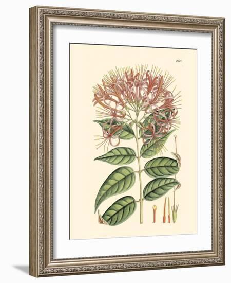 Floral Passion II-Samuel Curtis-Framed Art Print