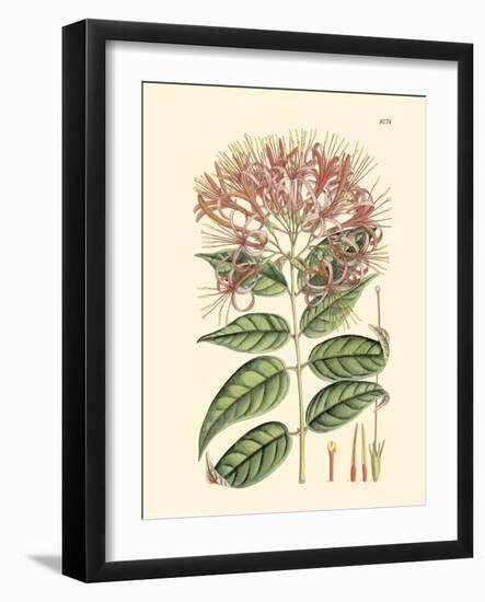 Floral Passion II-Samuel Curtis-Framed Art Print