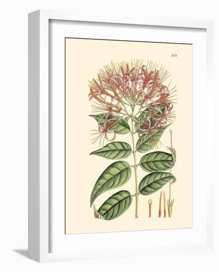 Floral Passion II-Samuel Curtis-Framed Art Print