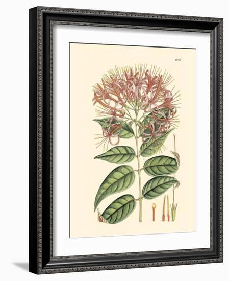 Floral Passion II-Samuel Curtis-Framed Art Print
