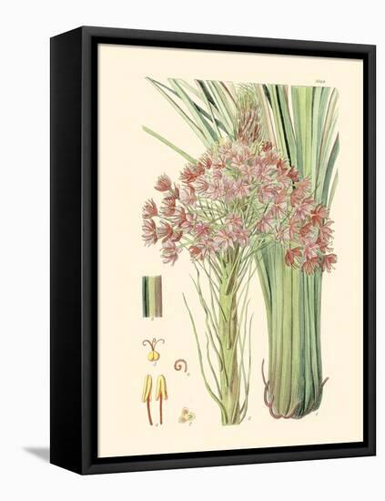 Floral Passion III-Samuel Curtis-Framed Stretched Canvas