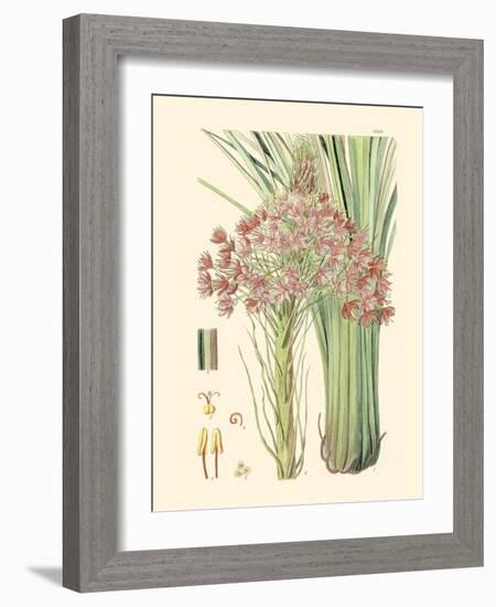 Floral Passion III-Samuel Curtis-Framed Art Print