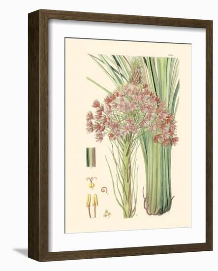 Floral Passion III-Samuel Curtis-Framed Art Print