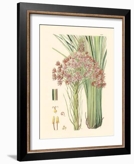 Floral Passion III-Samuel Curtis-Framed Art Print