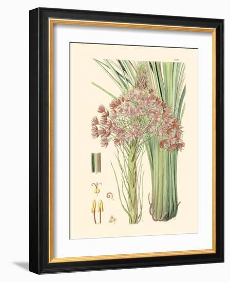 Floral Passion III-Samuel Curtis-Framed Art Print