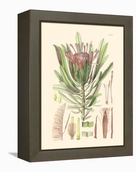 Floral Passion IV-Samuel Curtis-Framed Stretched Canvas