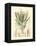 Floral Passion IV-Samuel Curtis-Framed Stretched Canvas