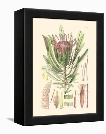 Floral Passion IV-Samuel Curtis-Framed Stretched Canvas