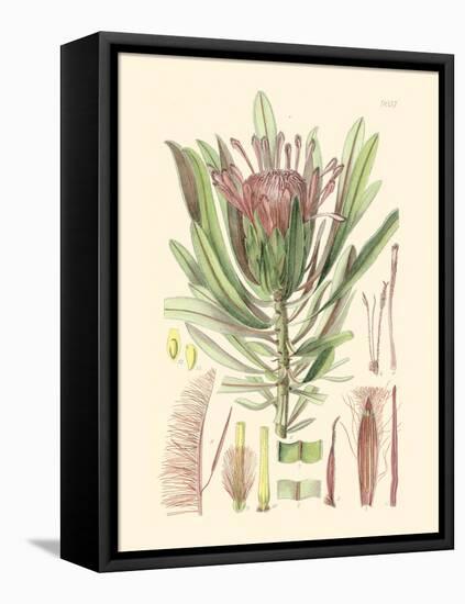 Floral Passion IV-Samuel Curtis-Framed Stretched Canvas