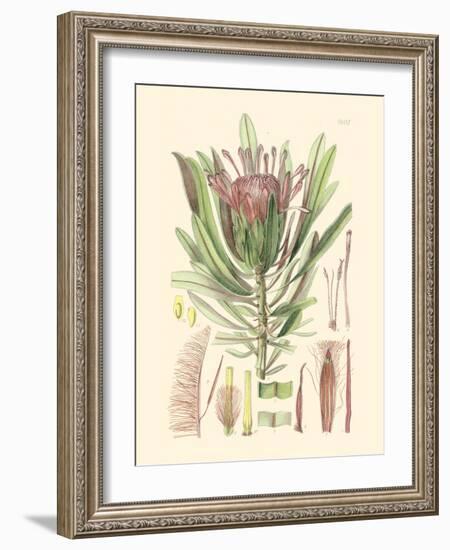 Floral Passion IV-Samuel Curtis-Framed Art Print