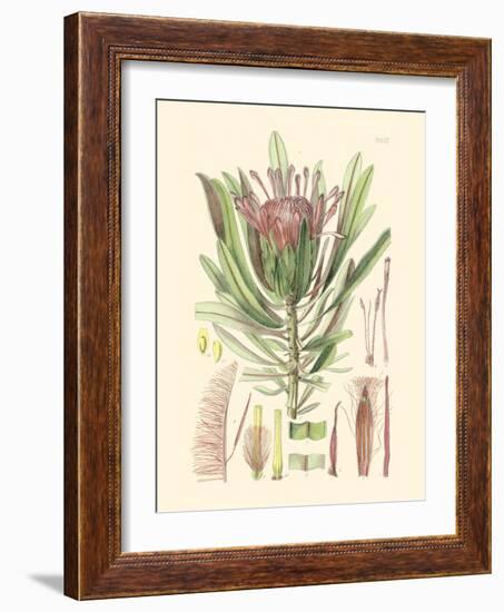 Floral Passion IV-Samuel Curtis-Framed Art Print