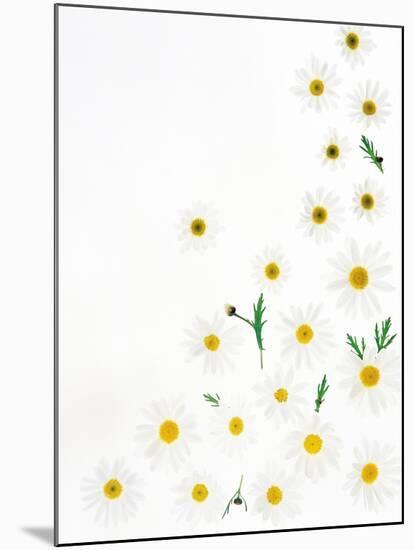 Floral Pattern on White Surface-null-Mounted Photographic Print