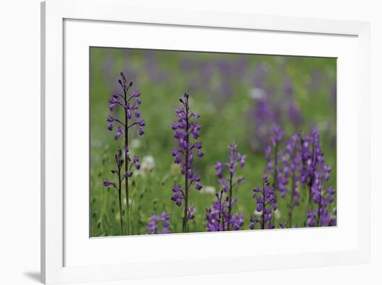 Floral Peaks-Staffan Widstrand-Framed Giclee Print