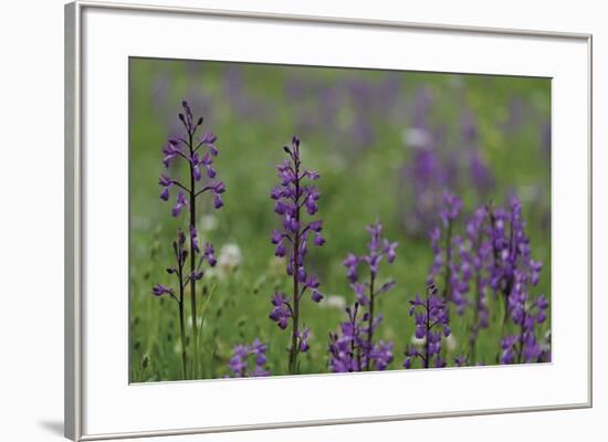 Floral Peaks-Staffan Widstrand-Framed Giclee Print