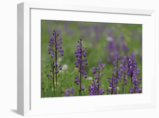 Floral Peaks-Staffan Widstrand-Framed Giclee Print